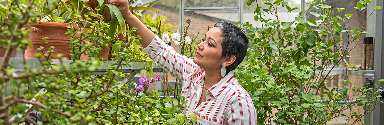 Banner C. Balderas - Garden